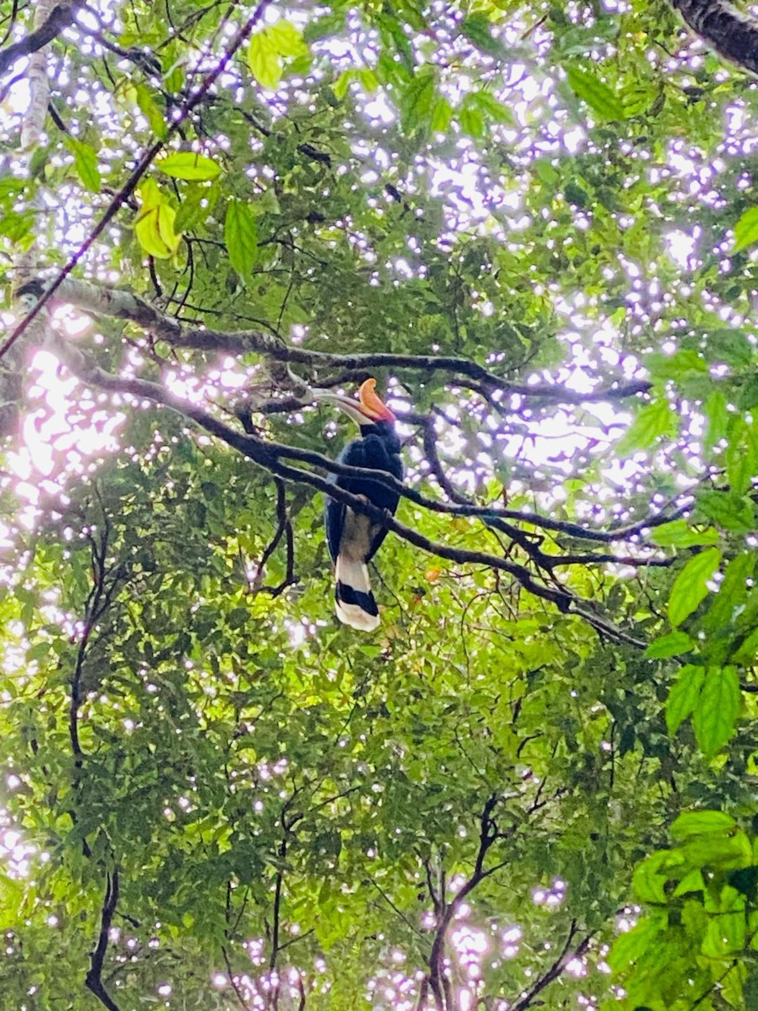 Orangutantreksumatra & Lovely Jungle Lodge Only Book If You Are Treking With Us Bukit Lawang Eksteriør billede